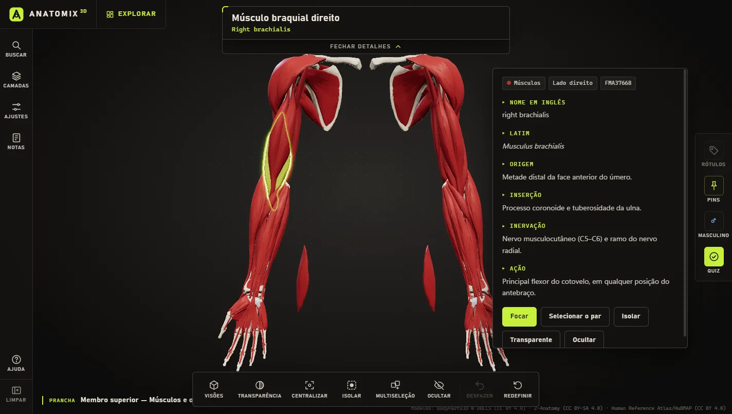 Músculo braquial selecionado no Anatomix 3D, com a ficha de origem, inserção, inervação e ação